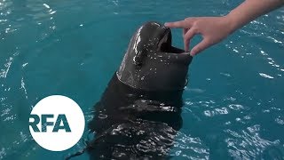 Smiling at Danger China’s Finless Porpoise Fights to Survive  Radio Free Asia RFA [upl. by Akirahc434]