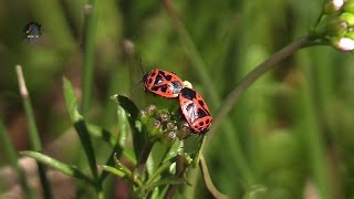 PUNAISE Rouge du ChouAccouplementEurydema ornata  BRUITX [upl. by Nika]