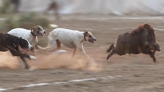 shikar ke ahkam o masailWild Boar Hunting  Soor kaShikar  Pig Hunting Dogs ammar mustafa qasmi [upl. by Einiar]