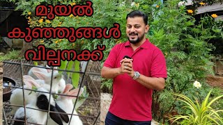 rabbit for sale മുയൽ കുഞ്ഞുങ്ങൾ വില്പനക്ക് [upl. by Perren]