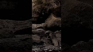 🇪🇨 Adorable bébé otarie se prélassant au bord de leau aux Galápagos 🦭🌊 [upl. by Whitten]