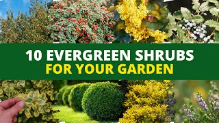 10 Evergreen Shrubs and Bushes for Your Garden 🪴 [upl. by Hoj]