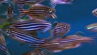 How Zebrafish Are Helping Genetic Researchers Find New Treatments for Human Disease [upl. by Ragas]