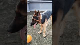 Tyson Da Sheru  GSD Short Coat doglover germanshepherd thebanjaaraboy funnyanimal Oct 09 2024 [upl. by Kelcy]