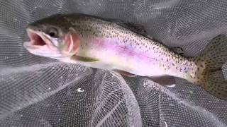 Watauga river Trout Fishing East Tennessee Fly Fishing [upl. by Demmahom]