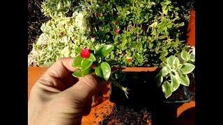 How to grow Baby Sunrose  Aptenia cordifolia from cutting [upl. by Leuqram]