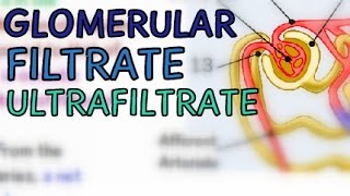 Glomerular Filtrate  Ultrafiltrate  Glomerular Filtration Rate GFR [upl. by Cacka402]