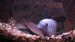 Cichlid Mating Ritual [upl. by Ordep]