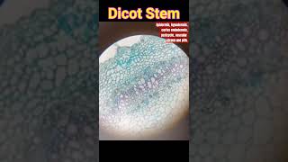 DICOT STEM IN MICROSCOPE dicotstem anatomy stem biology floweringplants shorts [upl. by Ida985]