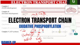 Electron Transport Chain  Oxidative Phosphorylation [upl. by Fin]