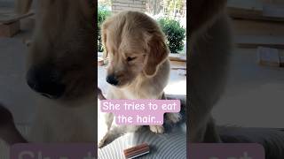 GROOMING TRANSFORMATION of a goldenretriever 💪🏻🐶 satisfyingvideo doglovers dogvideos clean [upl. by Nitsyrc811]