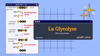 2BAC  Les étapes de la glycolyse et Bilan énergétique [upl. by Einej356]