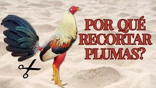 Técnicas y Beneficios de Recortar las Plumas en Gallos Finos [upl. by Rifkin]