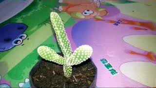 Spesies Opuntia Microdasys Bunny Ears Cactus [upl. by Hewet]