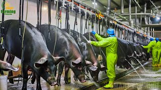 Black Pig Farming  Korean Farmer Raising Jeju Black Pigs Earns 19M USD Per Year  Food Factory [upl. by Wohlert]