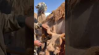 The baby camel is anxious to drink milk The camel is anxious to pluck hair Camel Camel milk Ne [upl. by Dnivra]