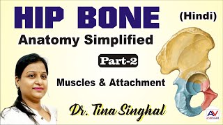 Anatomy of Hip Bone 2  Hip Bone  General Features And Attachments  Hip Bone Side Determination [upl. by Airemaj848]