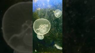 Las medusas son Cnidarios o celenterados donde se encuentran los corales biologiayecologia [upl. by Julis408]