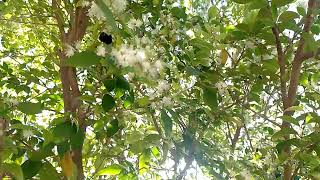 abejas nativas en la Eugenia repanda [upl. by Campagna]