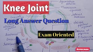 Knee Joint Anatomy  lower limb  Anatomy [upl. by Encratia630]