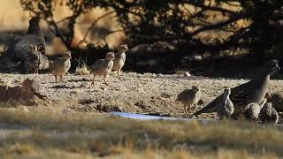 Gambels quail chicks drinking [upl. by Hatokad415]