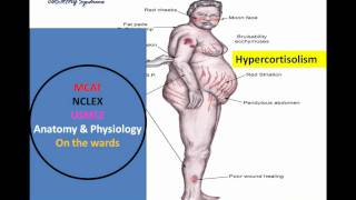 HypothalamicPituitary Mnemonic Pt I wmv [upl. by Ymmat]