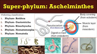 Aschelminthes  Super phylum  Aschelminthes  General characters and classification Aschelminthes [upl. by Ebeneser]