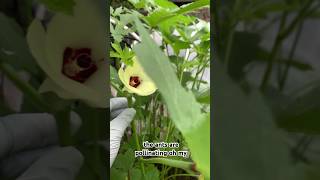 Okra galore🌱 okraplant greenthumb backyardgardening vegetablegarden gardenshorts shortsvideo [upl. by Lorrie51]