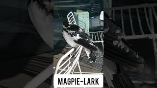 MagpieLark at Sydney Royal Botanic Gardens Cafe [upl. by Nilhsa426]