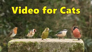 Videos for Cats to Watch  Cat TV   Birds in England ⭐ 8 HOURS ⭐ [upl. by Yklam752]