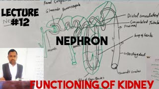 functioning of kidneynephronurinary systembiologylecture 12 anatomy [upl. by Eecram698]