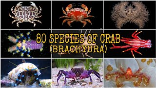 80 SPECIES OF CRAB Brachyura [upl. by Eves569]