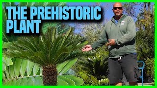 The Facts about Cycads  Earth Works Jax [upl. by Imorej]