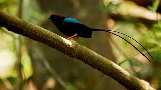 Manakin Mating Song and Dance [upl. by Strage921]