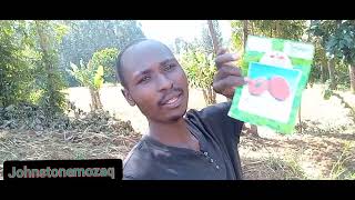 TOMATO PLANTING SEEDBED PREPARATION EPISODE 002 TOMATO FARMING youtube gardeningfarming [upl. by Giah]