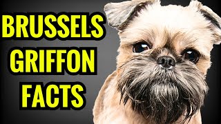 Brussels Griffon Facts  Top 13 Facts You Must Know [upl. by Aihsinat]