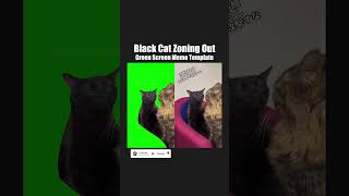 Black Cat Zoning Out meme  Green Screen Comparison [upl. by Wenger]