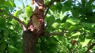 Identifying Borer Damage to Fruit Trees [upl. by Leumhs459]