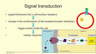 Cell Membrane amp Its Proteins Signal Transduction Receptor amp Messenger  Lecture 13c [upl. by Lalage92]