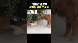 1초마다 관심사가 바뀌는 강아지 ㅋㅋㅋ [upl. by Karon]