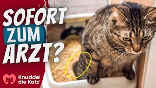 6 Anzeichen dass deine Katze bald Nierenversagen erleidet [upl. by Kingdon374]