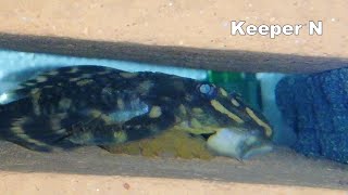 Pleco breeding L168 Butterfly pleco [upl. by Hanson]