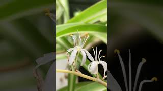 My plant is flowering 🤩😱 flowers plant chlorophytumcomosum [upl. by Lletnohs764]