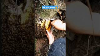 Extreme Honeycomb harvesting 🍯Harvesting honey from beehive 🐝 EP125 trending shorts honey [upl. by Cates]