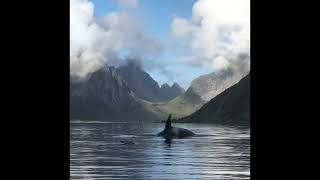 Orca Whale Pays Surprise Visit to Visitors Boat [upl. by Anitsrhc728]