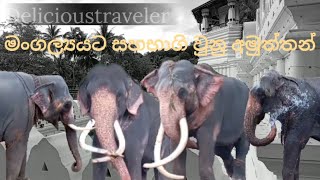 සෙංකඩගල මංගල්‍යයට සහභාගි වුනු අමුත්තන්  Elephants that participated in the Kandy Perahera festival [upl. by Jenness]