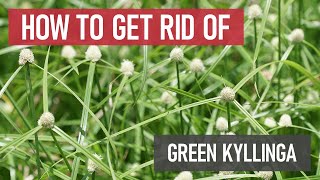 How to Get Rid of Green Kyllinga Weed Management [upl. by Annerol461]