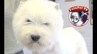 PELUQUERÍA CANINA WESTY  HAND STRIPPING  WEST HIGHLAND WHITE TERRIER REALIZADO POR MERCHE MUÑOZ [upl. by Alaek]