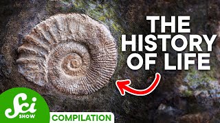 A Timeline of Life on Earth 4 Billion Years of History [upl. by Introc]