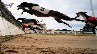 Greyhounds  Hurdle Racing [upl. by Crescen]